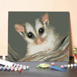 Pygmy Possum