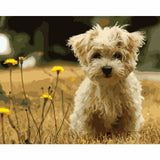 Cute Dog Diy Paint By Numbers Kits WM-262 - NEEDLEWORK KITS